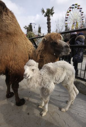 A rare baby two-humped camel stands with its mother in a private zoo at the Crimean resort of Yalta.