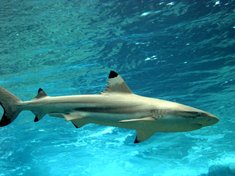 A blacktip reef shark. Baum says reef sharks are the "apex predators" of coral reefs and like predators in other eco-systems play important roles in structuring food webs.
