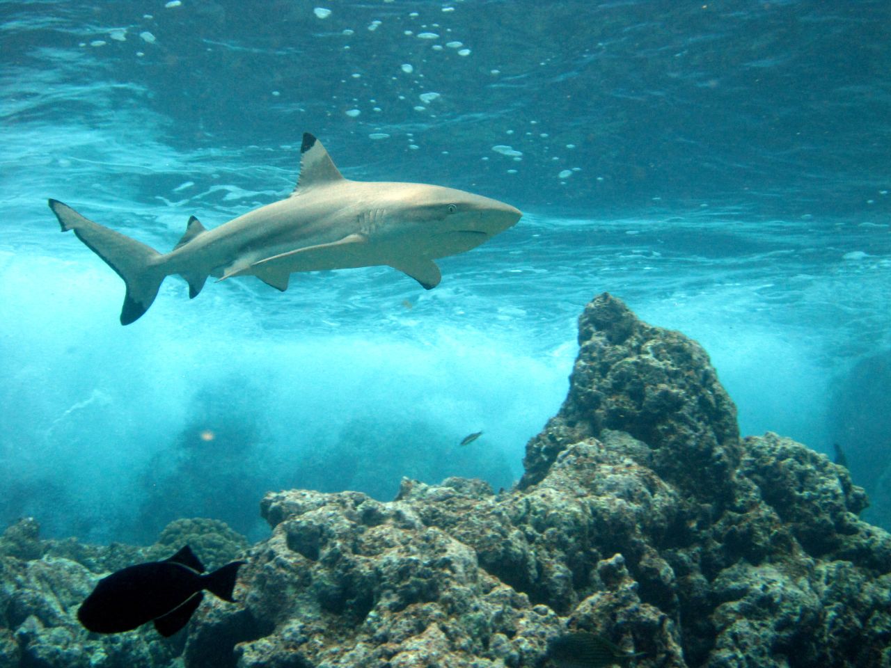A new survey of Pacific reef sharks has shown that numbers are dwindling dramatically in areas near islands with human populations.