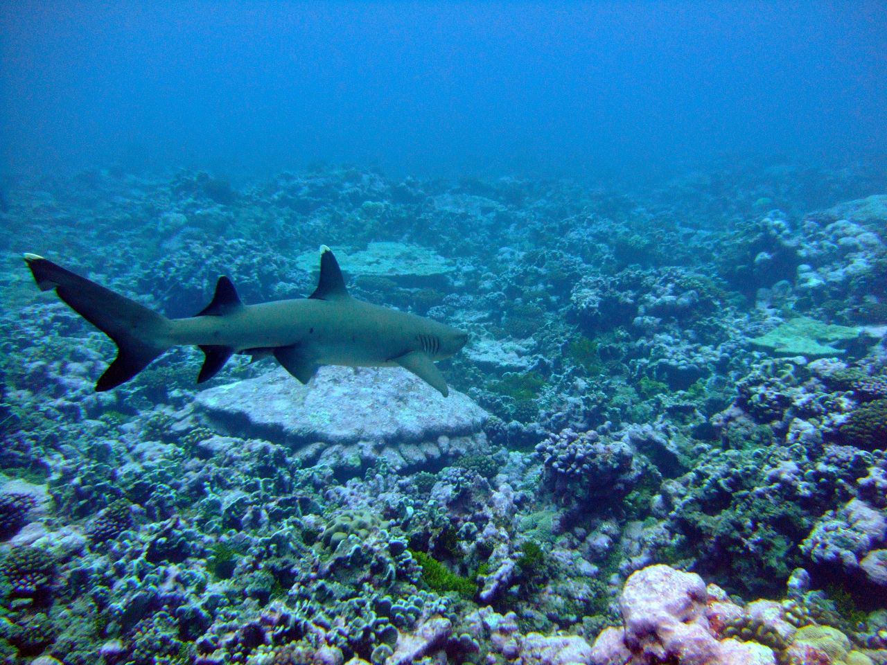 A whitetip reef shark at Palmyra Atoll. Lead author of the study Marc Nadon said: "Reef shark numbers were greatly depressed compared to reefs in the same regions that were simply further away from humans."
