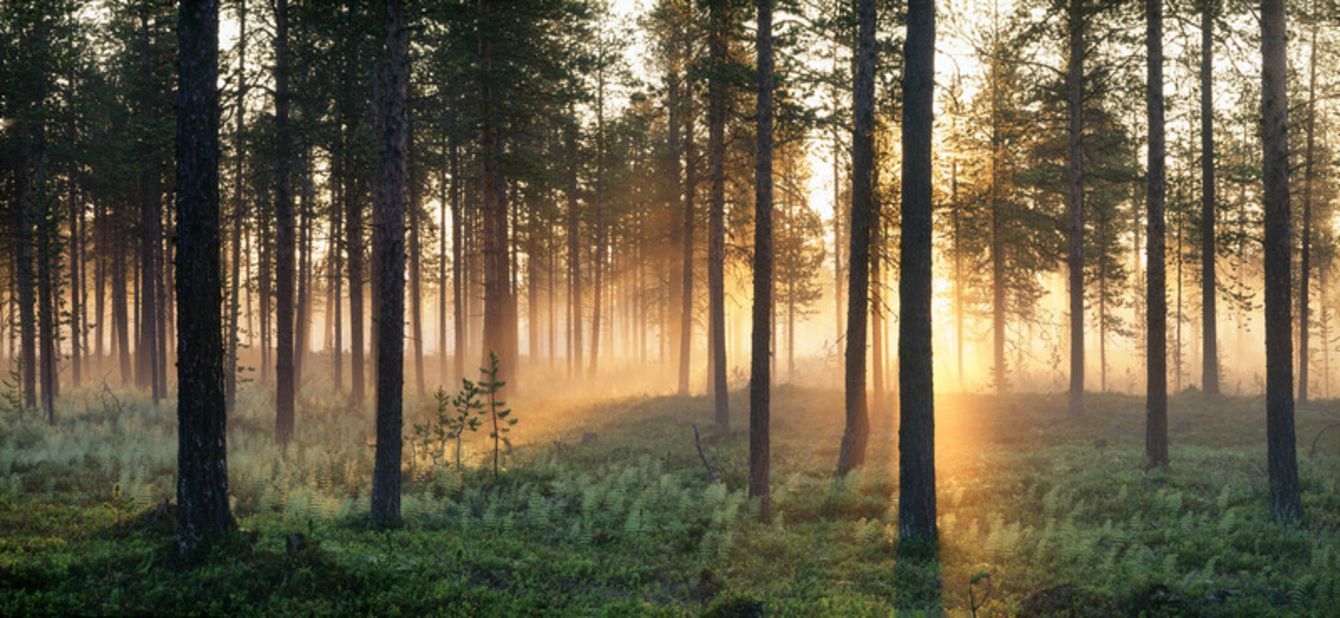 The dim pinkish light of the midnight sun illuminates the forest in Paksuniemi, north Sweden. The midnight sun is a natural phenomenon occurring in summer months at latitudes north of the Arctic Circle, where the sun remains visible 24 hours a day.