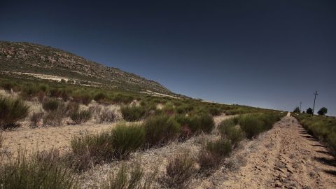 Rooibos, an Afrikaans word that means "red bush," grows only in South Africa's Western Cape province.