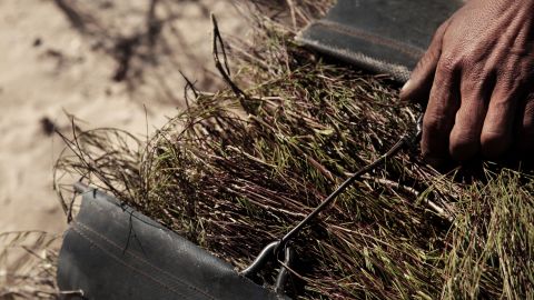 The industry, a major employer in the months of harvesting, is now trying to protect the rooibos name and its heritage.