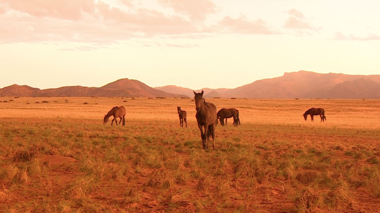 Another major attraction in the area are the wild horses, believed to be the feral descendents of military horses. Over the generations, the horses of the Namib have adapted to be able to survive for long periods without water.