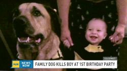 hln dog mauls baby on birthday_00022417