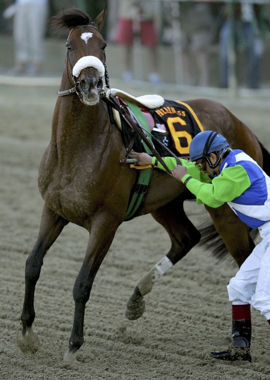 Hopes of a second-leg win in the Triple Crown were shattered after Barbaro broke early at the Preakness Stakes. He eventually started the race but misstepped early on and shattered his hind leg in more than 20 places.