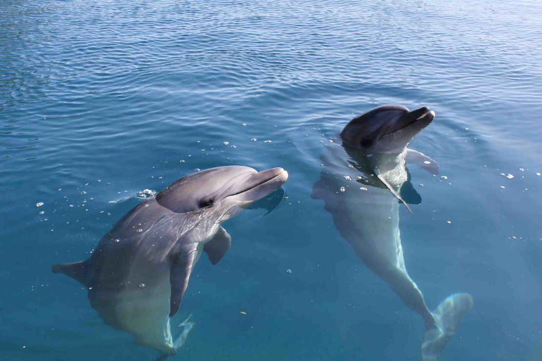 The dolphins had to learn how to catch their own food before their release.