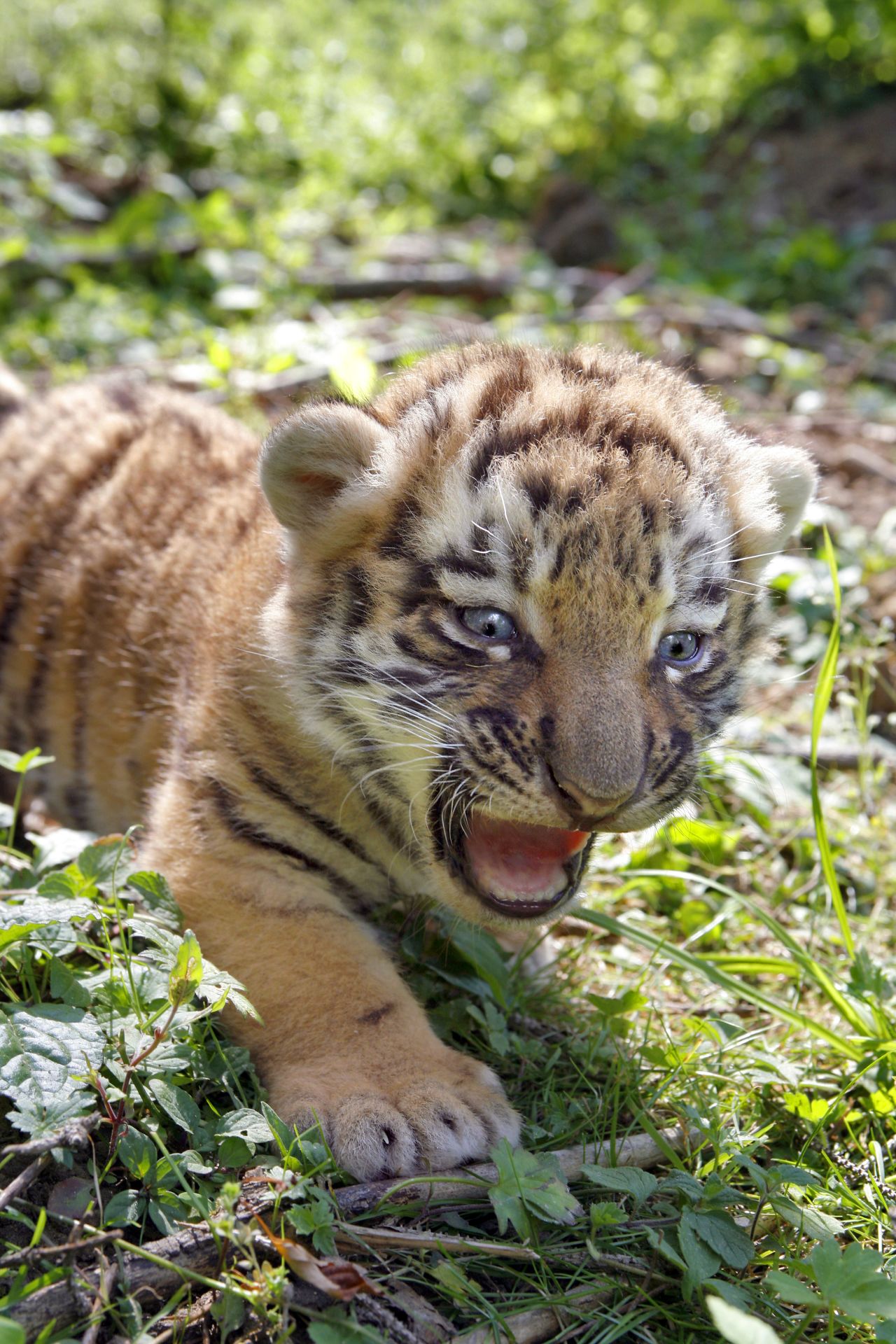 Beauty trumps beast in conservation efforts | CNN Beauty trumps beast in conservation efforts | CNN