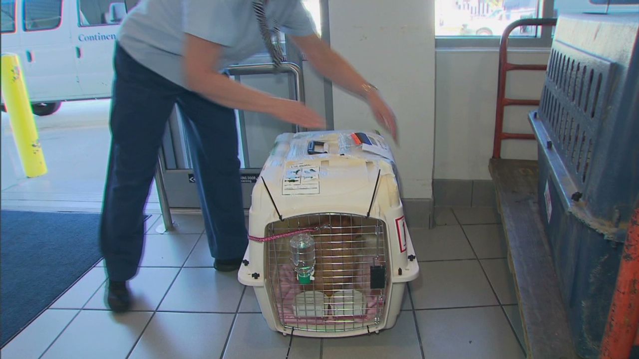 As pet deaths continue, airlines pressured to change their ways | CNN