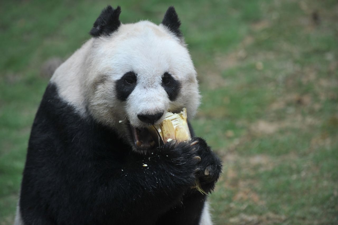 Eye catching animals like pandas are more likely to be the focus of conservation efforts, a new study has found.
