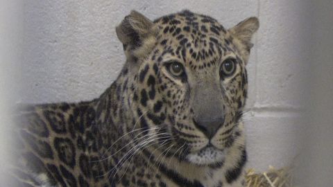 This spotted leopard is among the animals the Columbus Zoo and Aquarium will return to a farm in Zanesville, Ohio.