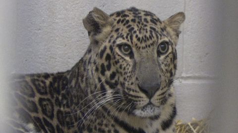 Widow of man who freed exotic animals to survivors back Friday | CNN Widow of man who freed exotic animals to survivors back Friday | CNN