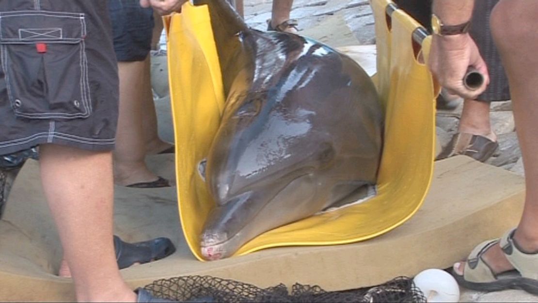 Both dolphins were in failing health when wildlife activists discovered them at a run-down tourist park in 2010.