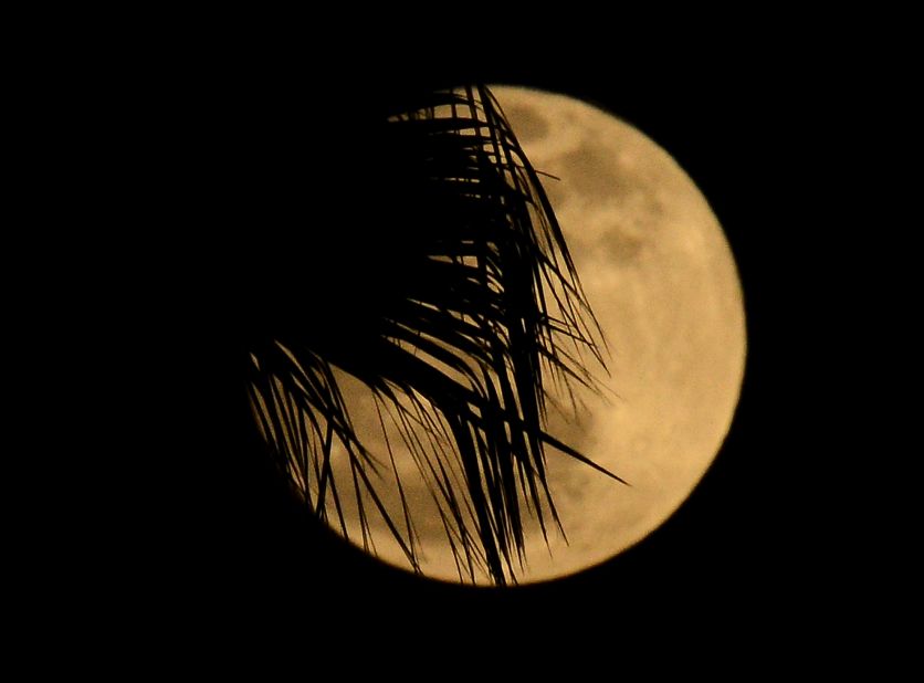 A palm tree is silhouetted in front of the moon in Los Angeles in May 2012.