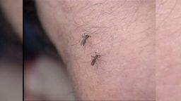 hm.mosquito.season_00001221