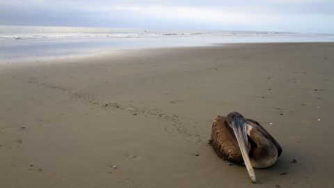 A dying pelican crawls away from the surf to die on the beach of Paita, Peru,close to the border with Ecuador on May 2, 2012. 