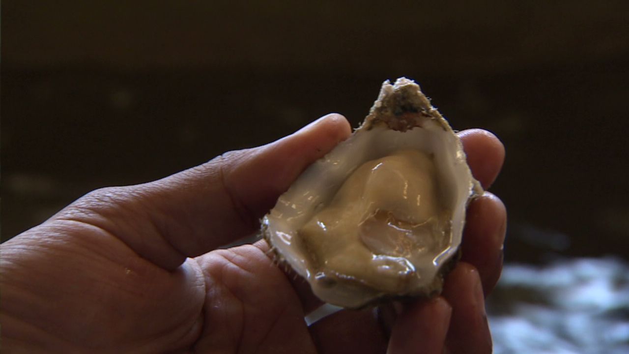 A taste of Namibia’s oysters | CNN