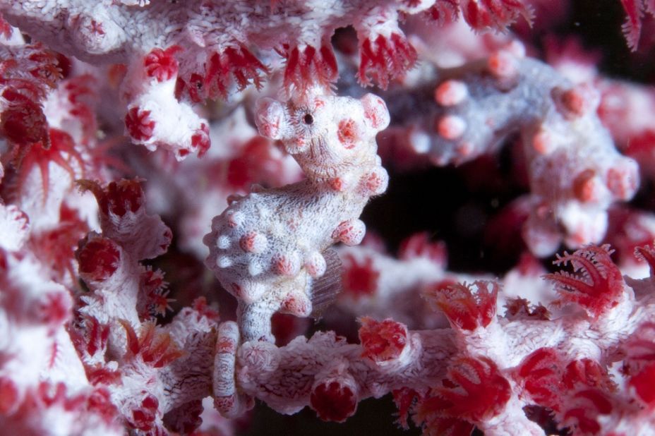 Located near Manila, the seaside town of Anilao offers divers a weekend getaway.  Underwater photography enthuasiast and iReporter Jayvee Fernandez described the pygmy seahorse as a "fascinating creature...as small as half a grain of rice" that resembles the fan corals it resides among.