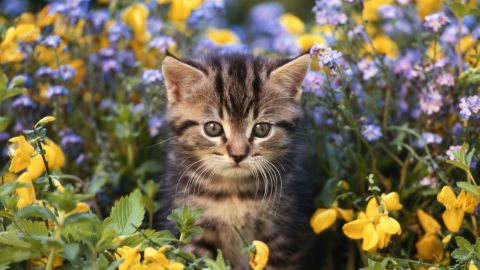 Be sure to check what plants are toxic to cats and dogs before planting your garden this year.
