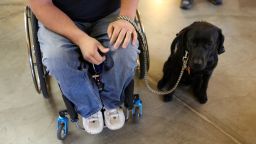 Service dogs are trained to help people with mobility issues.