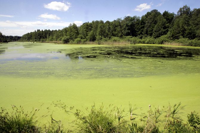 The Bialowieza forest in northeastern Poland preserves nature as it was a few centuries ago, with bison, ancient trees and rare plants.  Aside from its beautiful architecture, Poland also has a wealth of lakes, mountains, and forests that are home to animal species otherwise extinct in Europe.