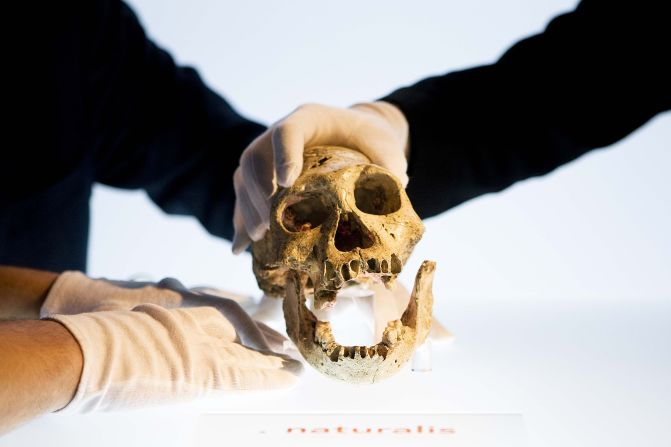 At 1.8 million years old, the Dmanisi skull is the oldest example of a hominin skull found outside Africa.  It was discovered in 1983 in the medieval city of Dmanisi, which was settled during the Bronze Age.