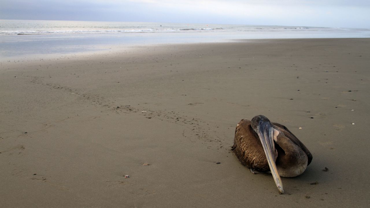 Dying pelicans in Peru have been blamed on warm waters.