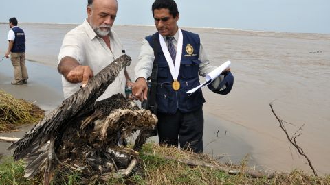 Wildlife engineer Guillermo Boigorria, left, and regional prosecutor Lev Castro inspect sea bird in Peru, which along with Chile has seen a rash of water bird deaths.