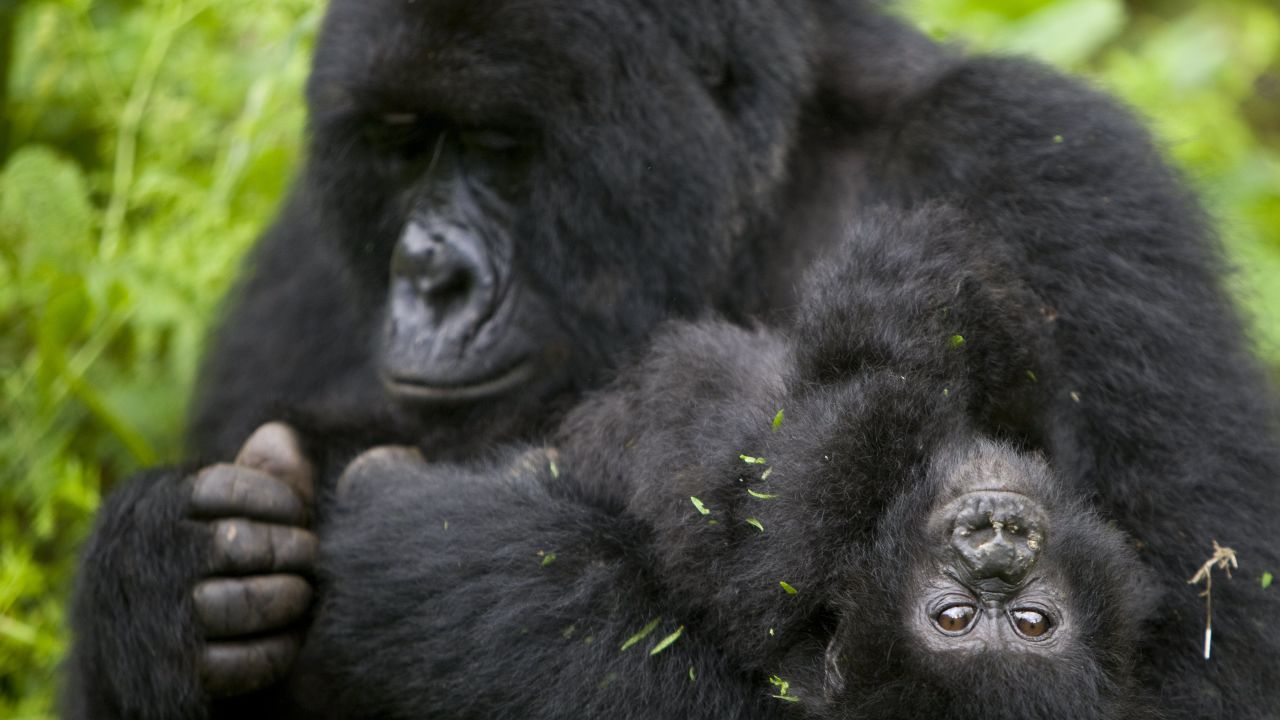 About half of the world's mountain gorillas live in Africa's Virunga Mountains.