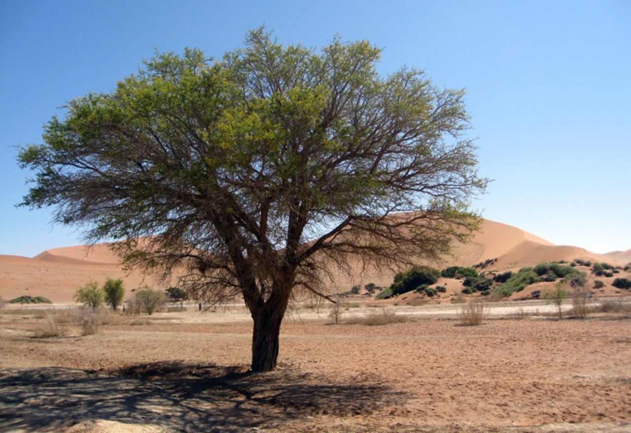 A live acacia tree provides a vivid splash of green on the barren landscape.