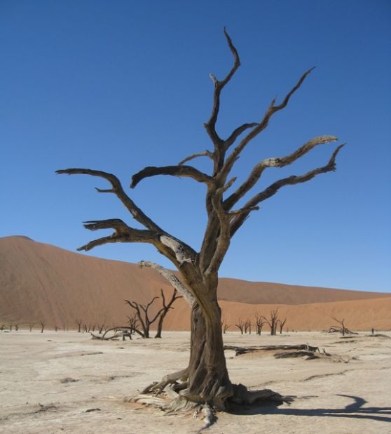 The dead acacia, or "camel thorn," trees are said to be as old as 900 years.