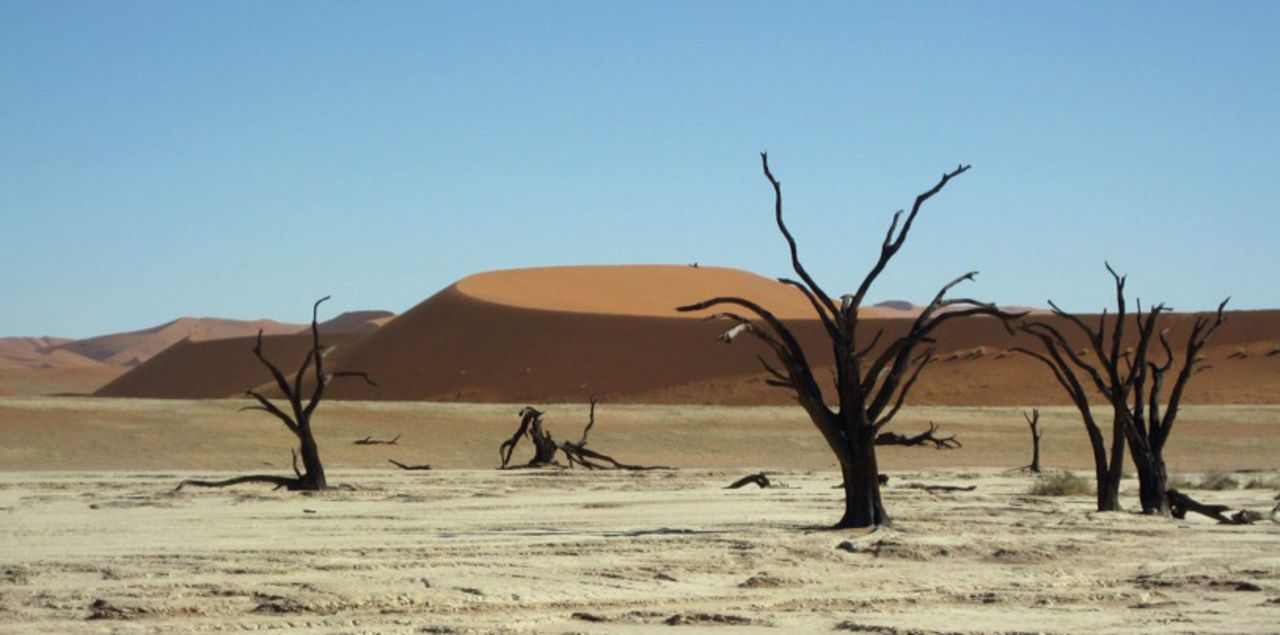 The trees dot the remains of dried-up marshlands, barren clay and salt basins.