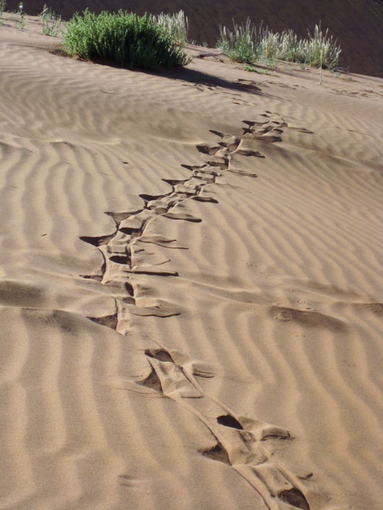 Grasses grow, providing food for springbok, gemsbok and oryx. Here oryx tracks leave deep wells in the soft sand.