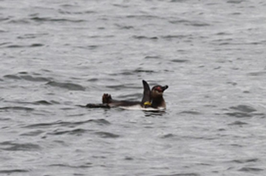 This picture released by Tokyo Sea Life Park on March 5, 2012, shows the escaped penguin swimming in a river in Tokyo.