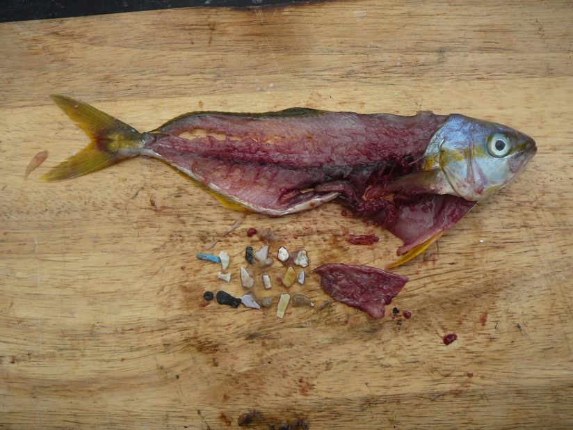 A rainbow runner caught in the Pacific with a gut full of plastic particles. "Our consumption does have a life after our use that we have to take responsibility for," Eriksen says.