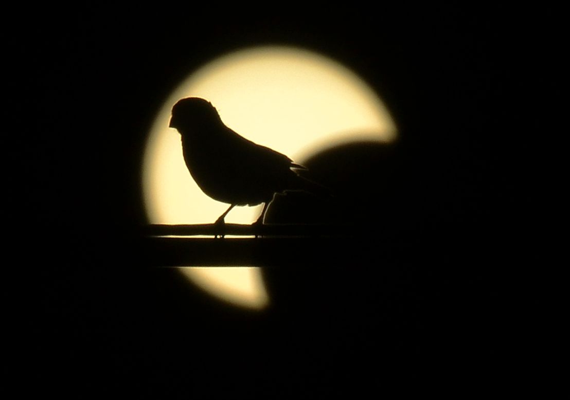 A small bird rests on a powerline in front of the solar eclipse in Los Angeles, California.