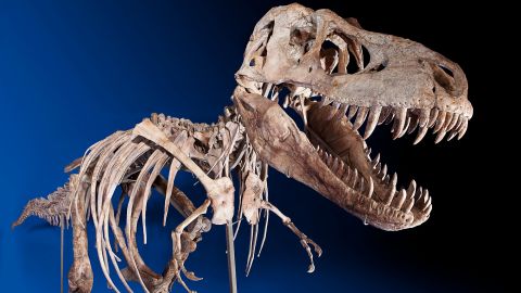 A New York auction house sold the rare skeleton of a Tarbosaurus bataar to an undisclosed buyer for $1,052,500.