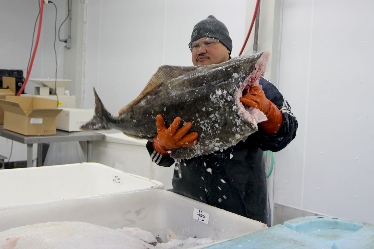 More than 250 miles inland from Montague Island lies the remote Alaskan town of Yakutat. This coastal town has just 650 residents but it is home to a booming fishing industry. Large catch, like this halibut, comes in not far from where tsunami debris is washing up on shore and is processed at Yakutat Seafood Company for quick delivery to markets and restaurants all over the country. Alaska's fishing industry is trying to reassure consumers across the country that its product is safe to eat. Greg Indreland, the owner of Yakutat Seafood, says he's not worried now -- but he fears what toxic substances may be lurking in the Pacific and headed his way.