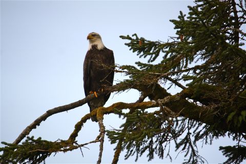 Bald eagles are part of the delicate ecosystem in Yakutat, and their habitat may be affected by the trash and chemicals reaching Alaska's southeastern shores.