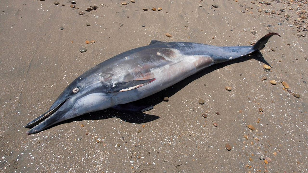 Government officials in Peru said hundreds of dolphins that washed ashore Tuesday died of natural causes.