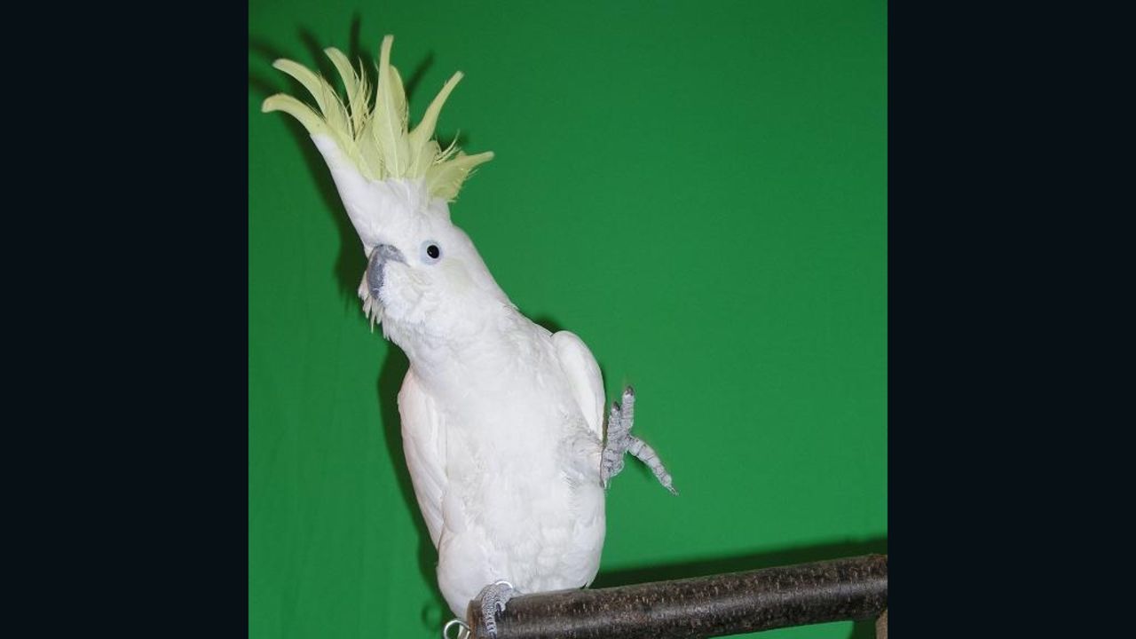 Snowball the cockatoo can dance to song beats, whereas monkeys cannot, says Aniruddh Patel.