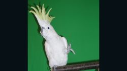 Snowball the cockatoo can dance to song beats, whereas monkeys cannnot.