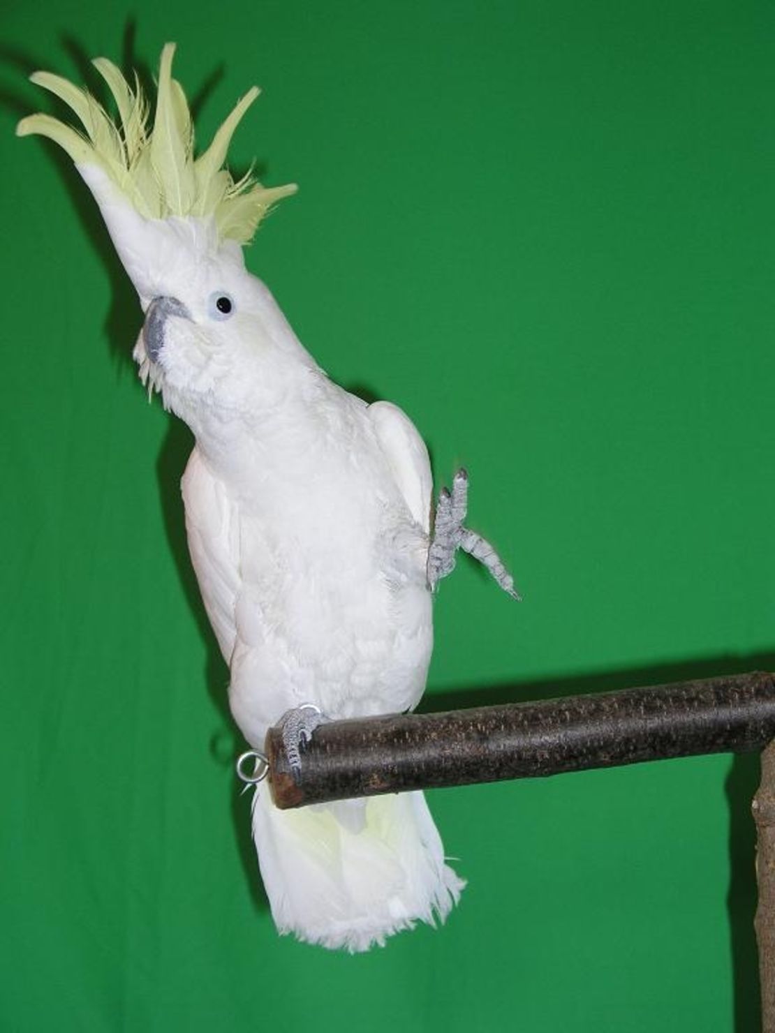 Snowball the cockatoo can dance to song beats, whereas monkeys cannot, says Aniruddh Patel.