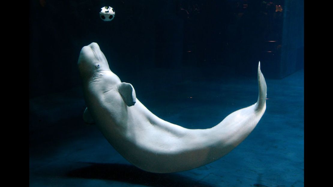 A beluga whale plays with a soccer ball Wednesday at the Beijing Aquarium, China's largest.