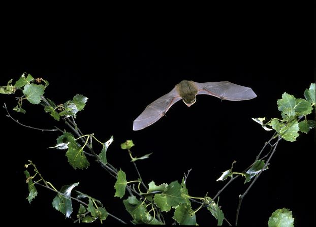 A single common pipistrelle can eat around 3,000 in one night. 