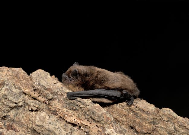 The common pipistrelle is one of Britain's  more common species, but they are only around 4cm in length with a 20 cm wingspan.