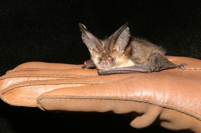 A brown long-eared bat is one of the species the Bat Conservation Trust is looking to protect by encouraging architects to build new homes with bats in mind. 