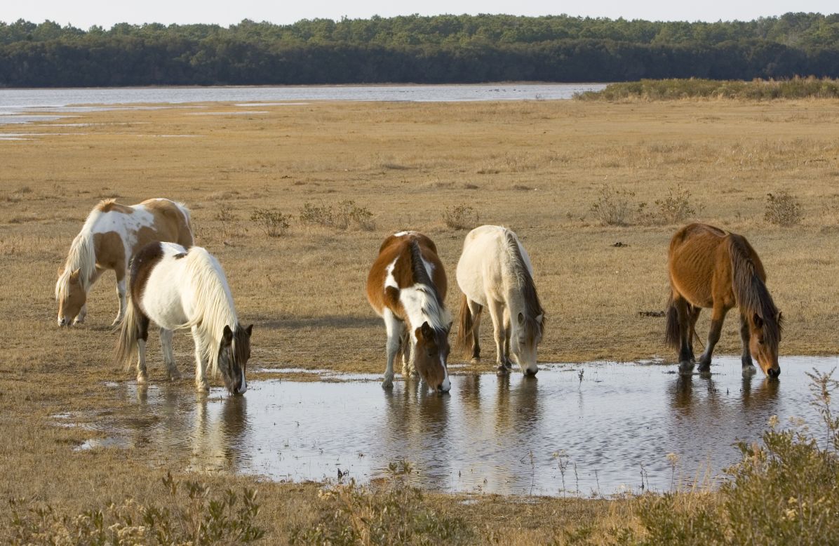 On Assateague and Chincoteague, barrier islands off the coast of Virginia and Maryland, the descendants of ponies brought by colonists in the 1600s roam freely through salt marshes, pine forests and windswept beaches. 