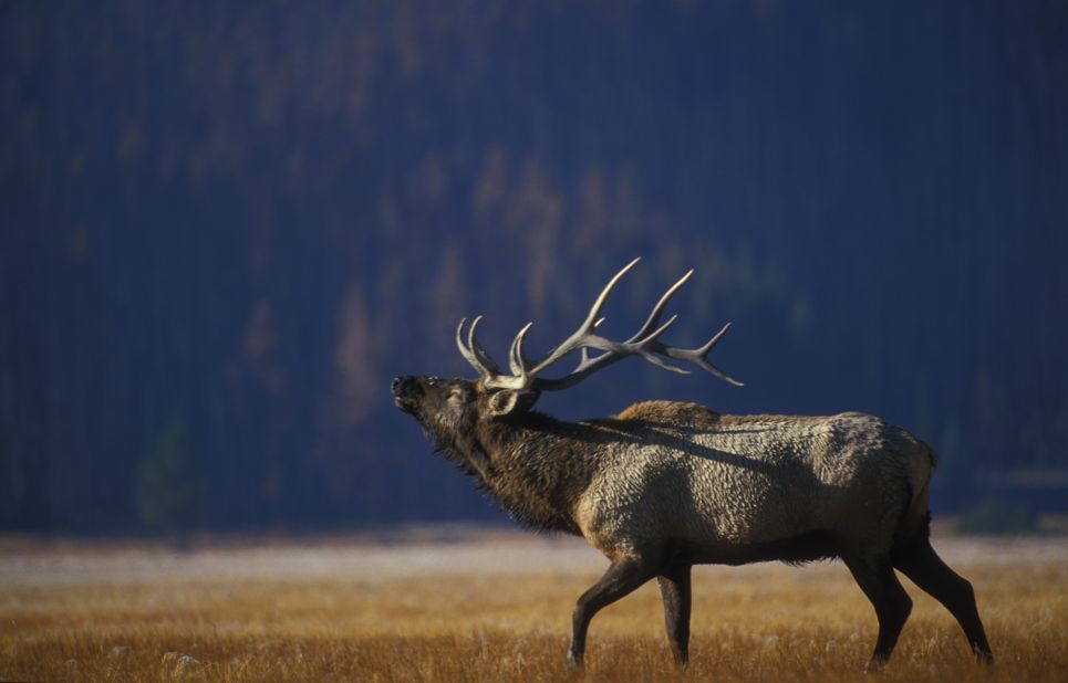 Wildlife will be roaming in visitor-free peace at <a href="http://www.cnn.com/2013/08/15/travel/yellowstone-summer-in-the-park/index.html">Yellowstone National Park</a> -- the fourth-most-visited national park in 2012, with 3.4 million visitors last year.