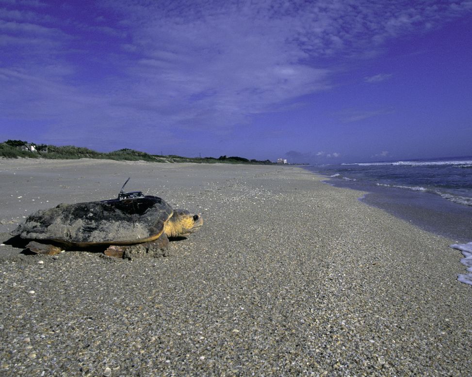 Florida's coastlines are crucial to the survival of several species of threatened and endangered sea turtles.